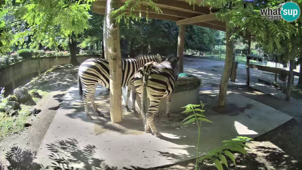 Zebre v živo v živalskem vrtu Ljubljana ZOO spletne kamere