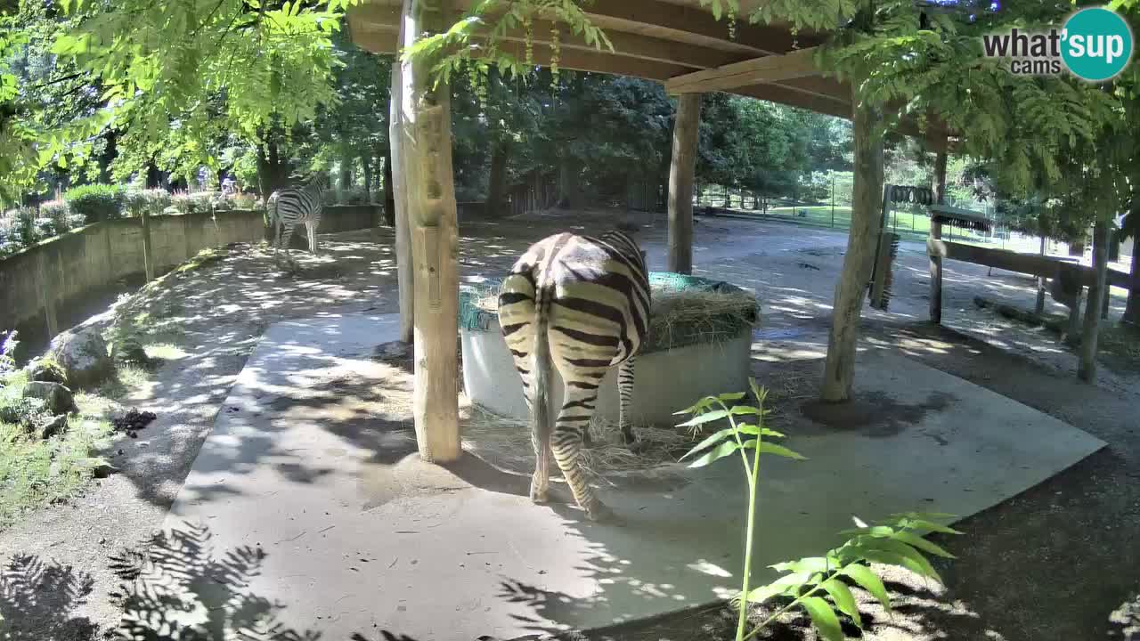 Live webcam Les zèbres in Ljubljana ZOO – Slovénie