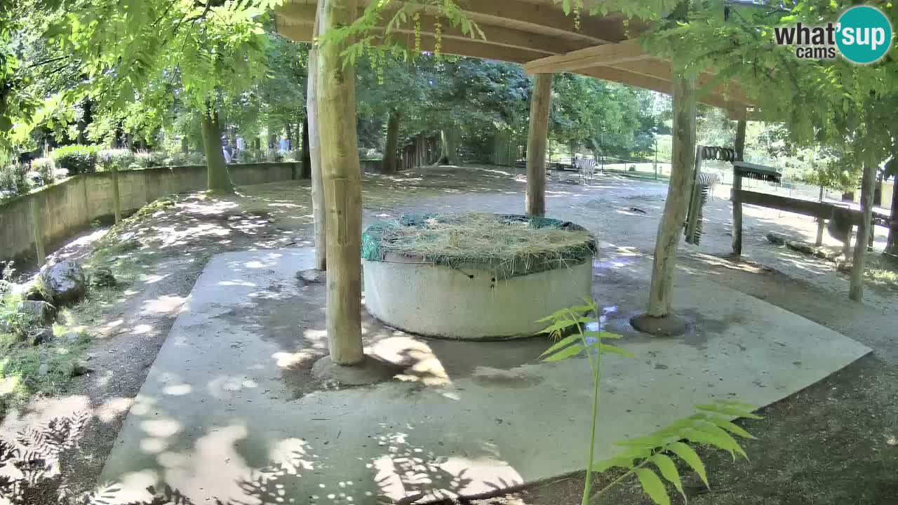 Live webcam Zebras in Ljubljana ZOO – Slovenia