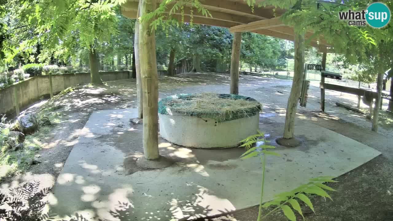 Live webcam Zebras in Ljubljana ZOO – Slovenia