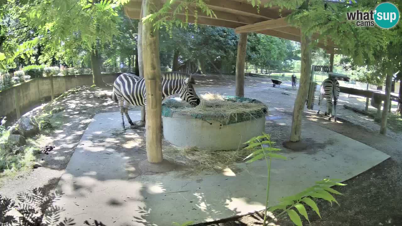 Live webcam Les zèbres in Ljubljana ZOO – Slovénie