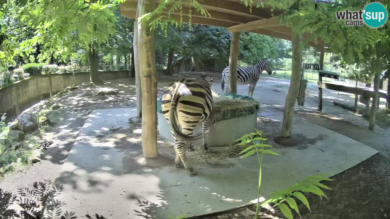 Le Zebre nello ZOO di Ljubljana – Slovenia Live webcam