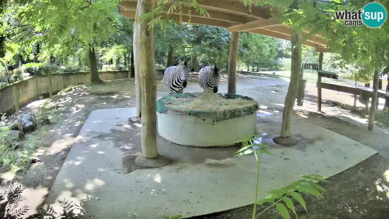 Live webcam Zebras in Ljubljana ZOO – Slovenia