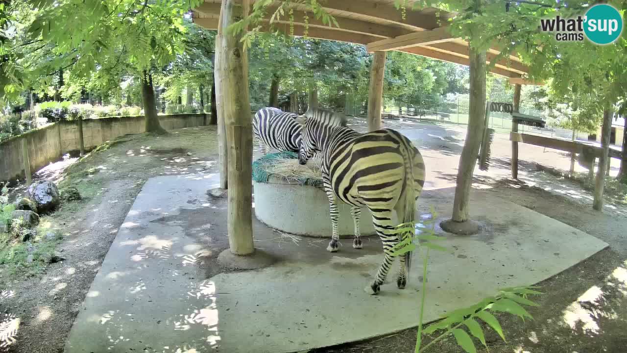 Live Webcam Zebras in Ljubljana ZOO – Slowenien