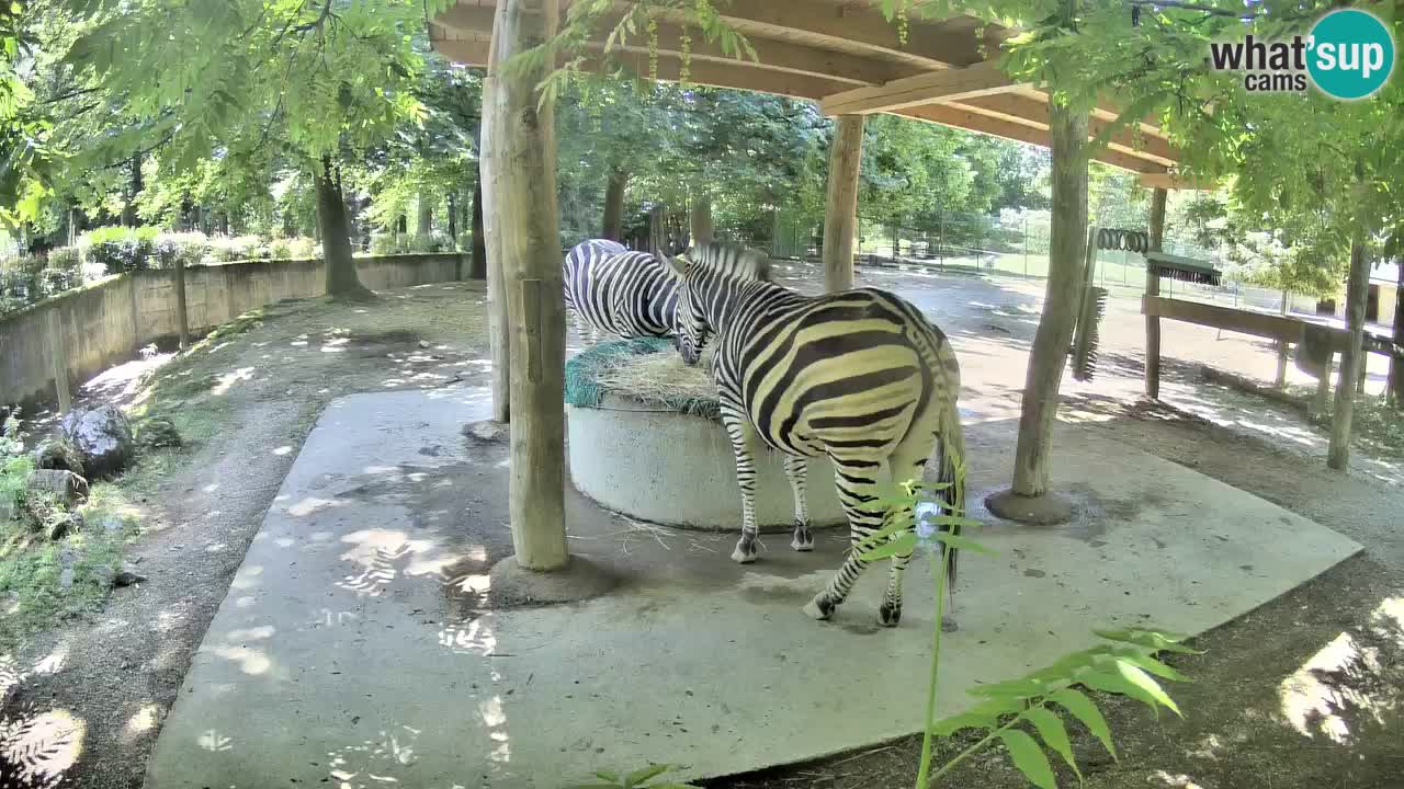 Live webcam Zebras in Ljubljana ZOO – Slovenia