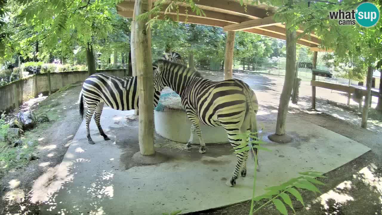 Live webcam Les zèbres in Ljubljana ZOO – Slovénie