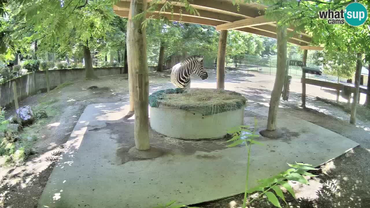 Web kamera uživo Zebras u ZOO Ljubljana – Slovenija