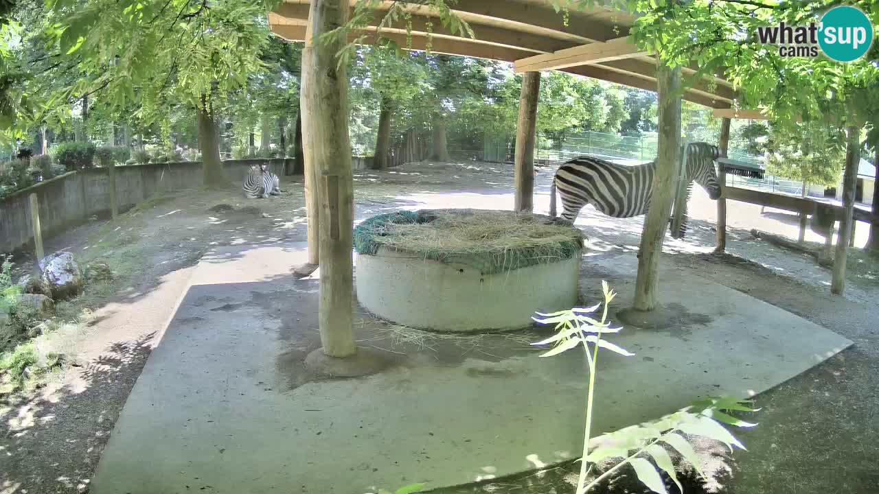 Live Webcam Zebras in Ljubljana ZOO – Slowenien