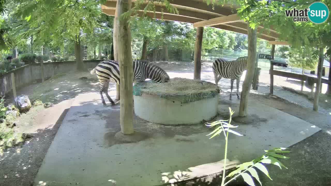 Live webcam Les zèbres in Ljubljana ZOO – Slovénie