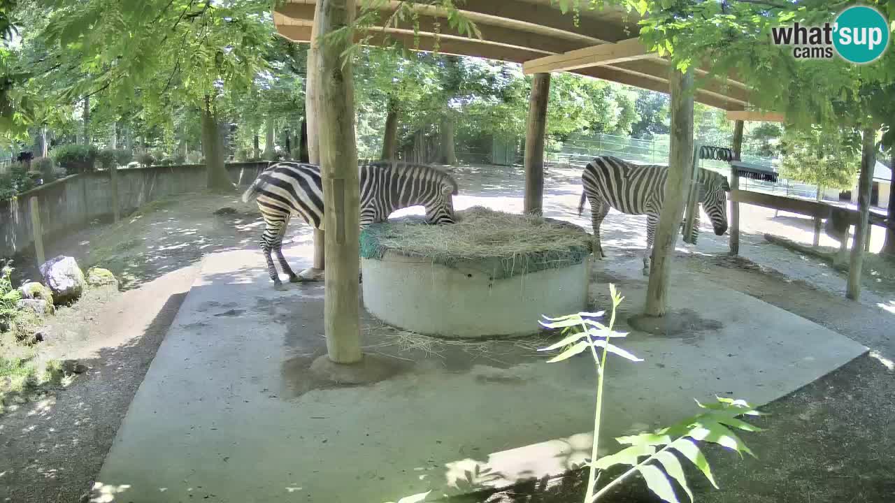 Live webcam Les zèbres in Ljubljana ZOO – Slovénie