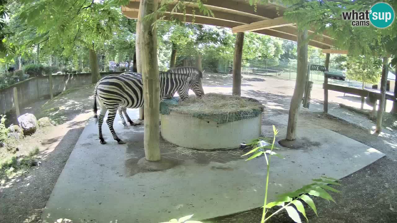 Live webcam Zebras in Ljubljana ZOO – Slovenia
