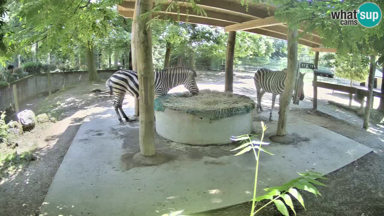 Live webcam Zebras in Ljubljana ZOO – Slovenia