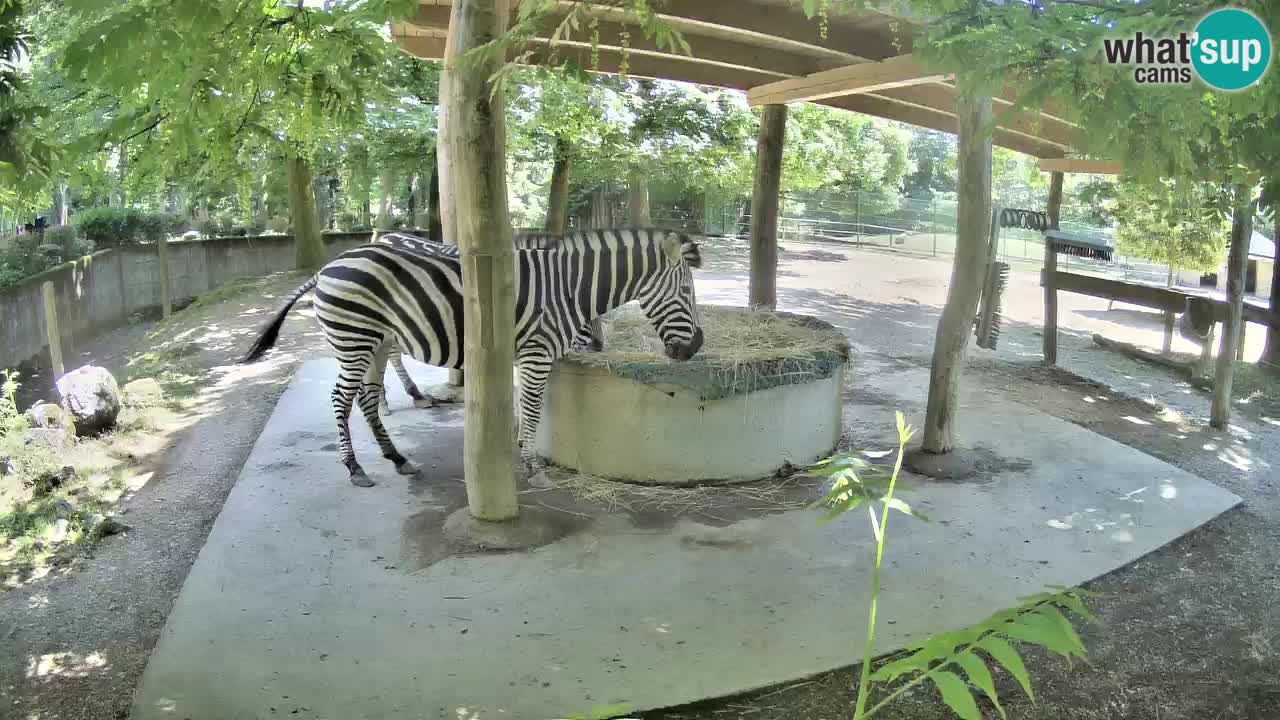 Live webcam Les zèbres in Ljubljana ZOO – Slovénie