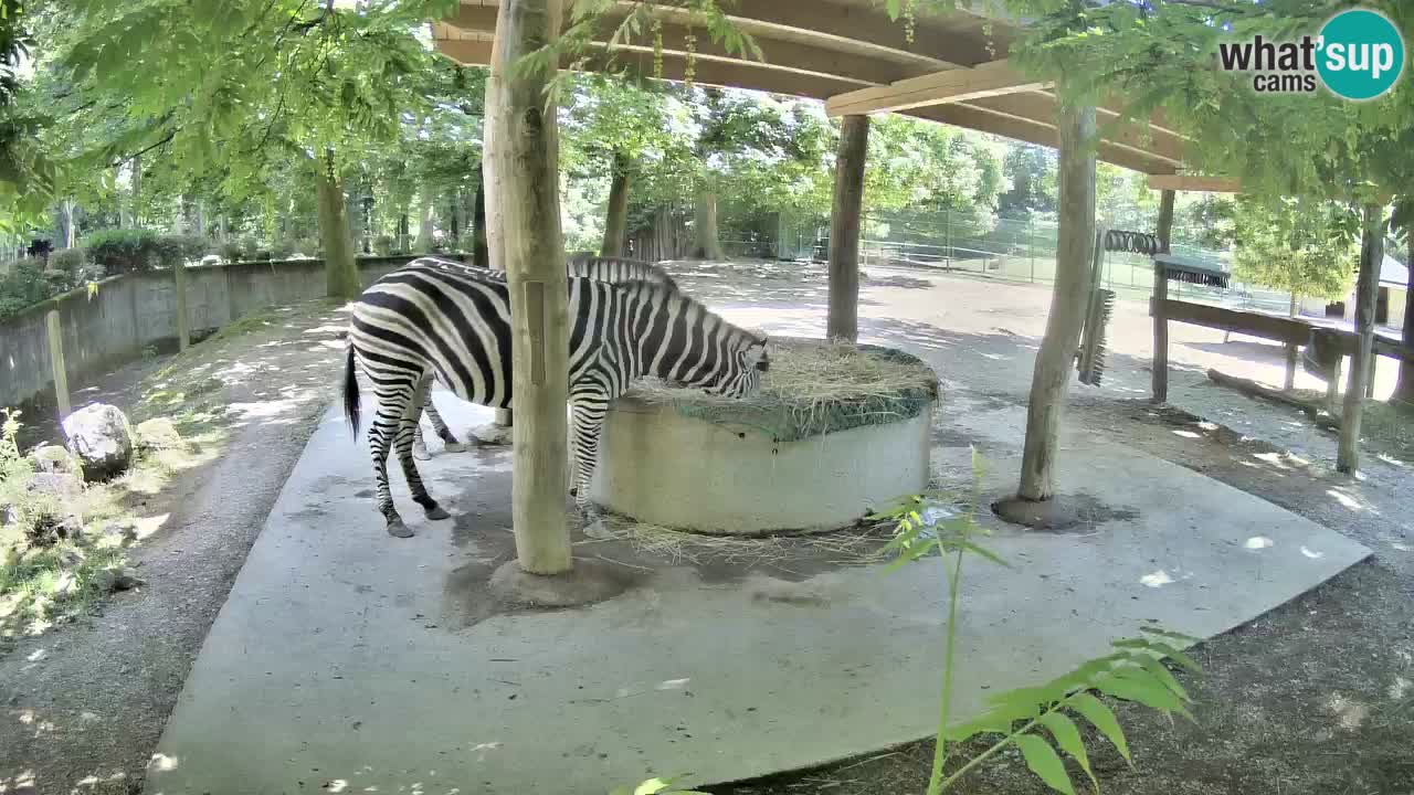 Le Zebre nello ZOO di Ljubljana – Slovenia Live webcam