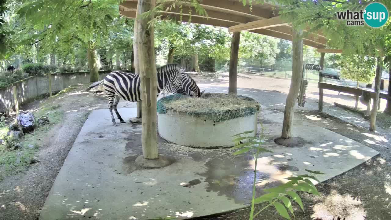 Live webcam Zebras in Ljubljana ZOO – Slovenia