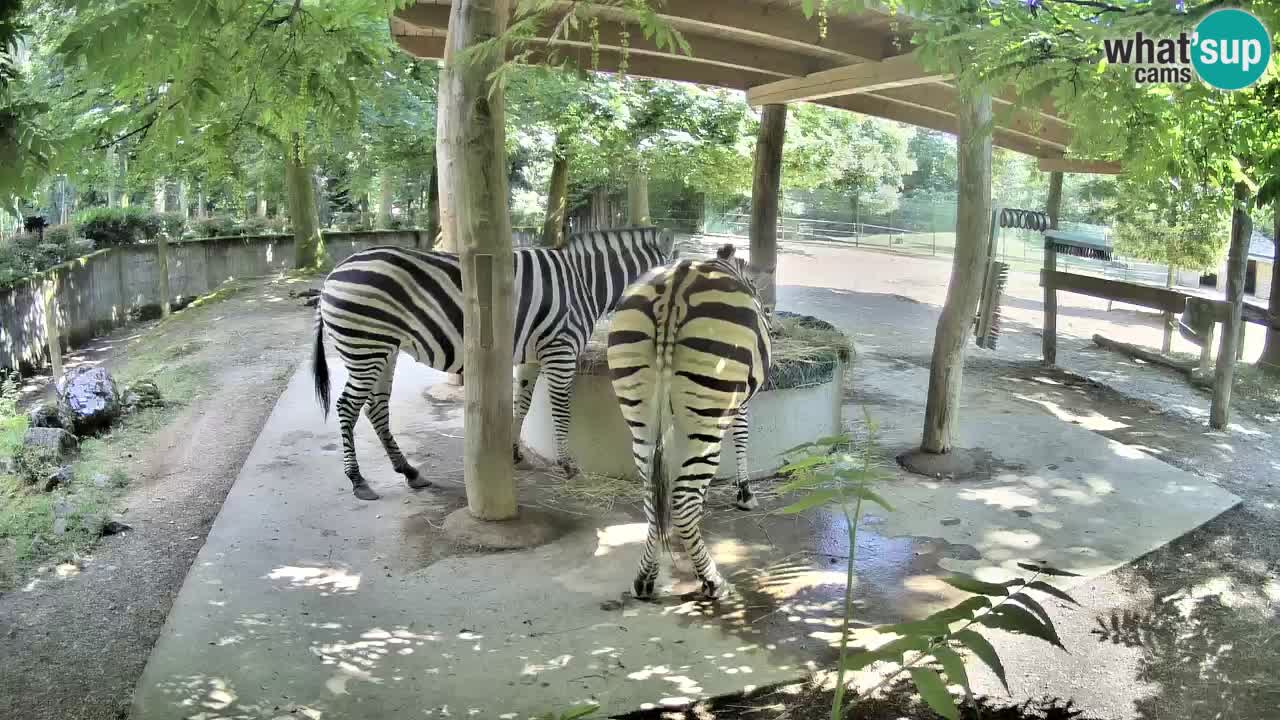 Camera en vivo Cebras in Ljubljana ZOO – Eslovenia