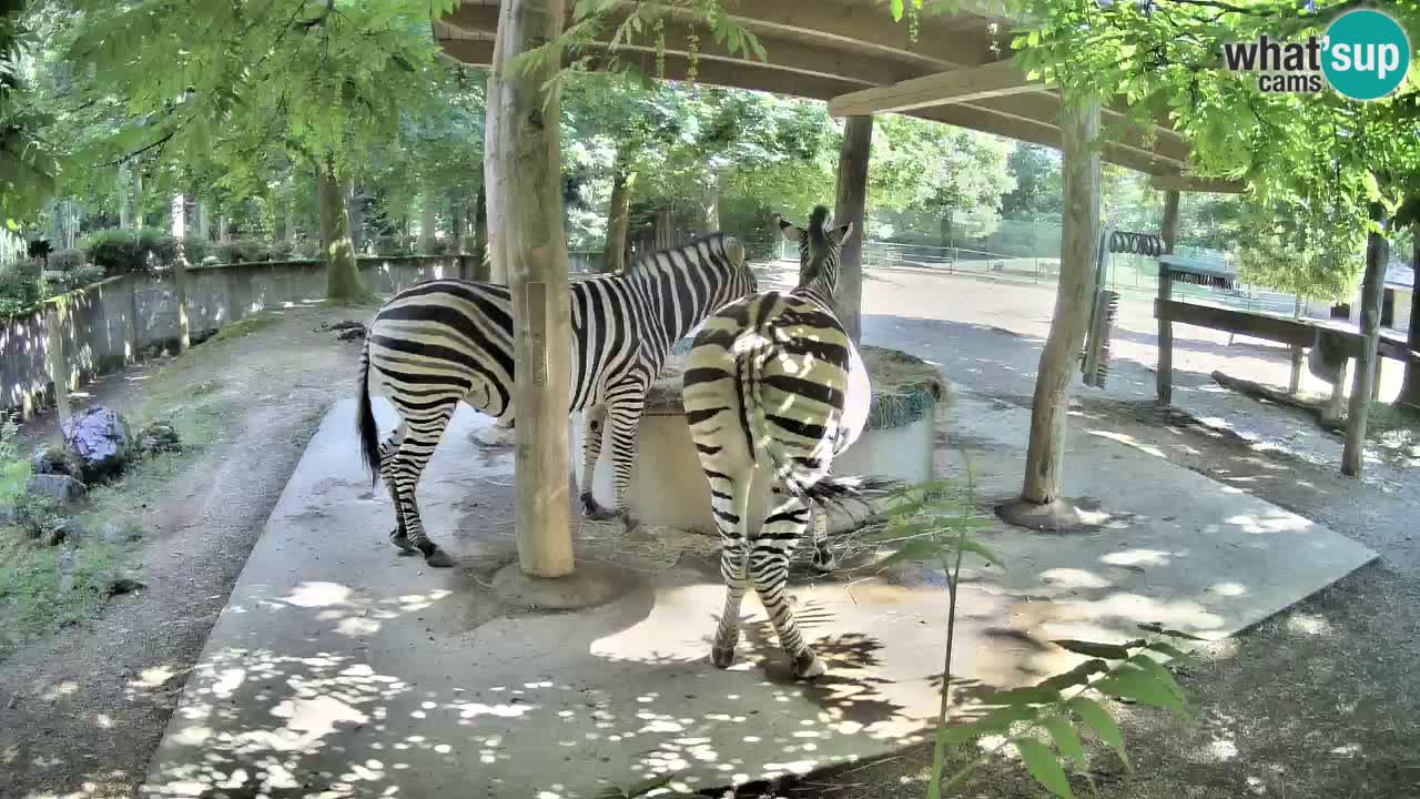 Live webcam Les zèbres in Ljubljana ZOO – Slovénie