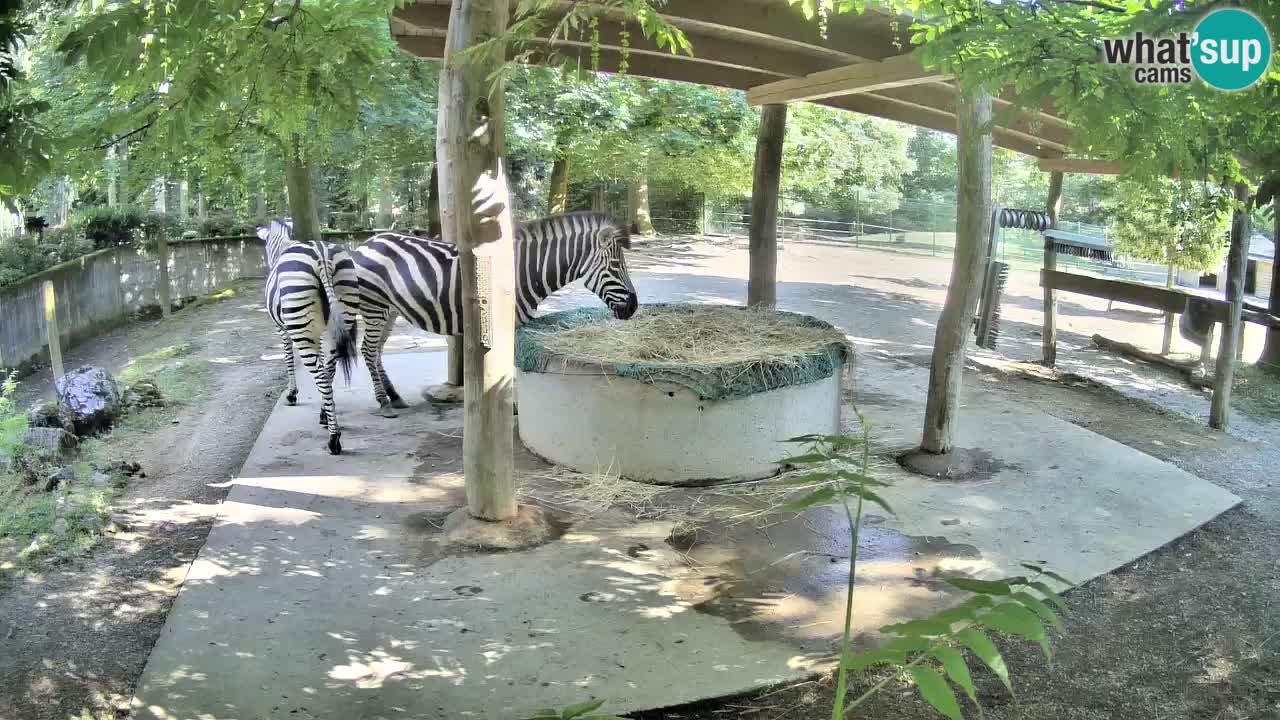 Live webcam Zebras in Ljubljana ZOO – Slovenia