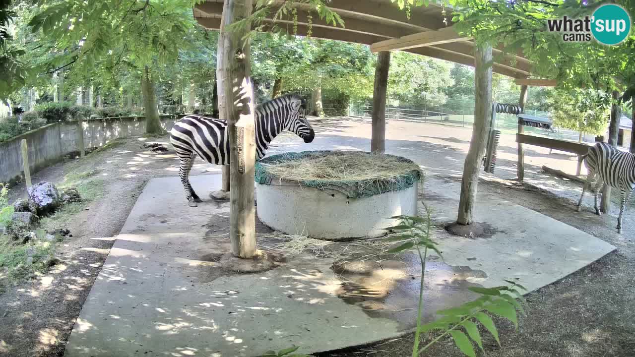 Le Zebre nello ZOO di Ljubljana – Slovenia Live webcam