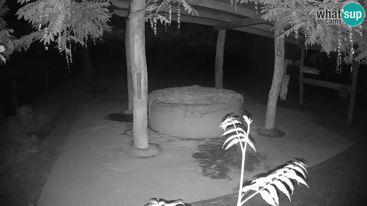 Live webcam Zebras in Ljubljana ZOO – Slovenia