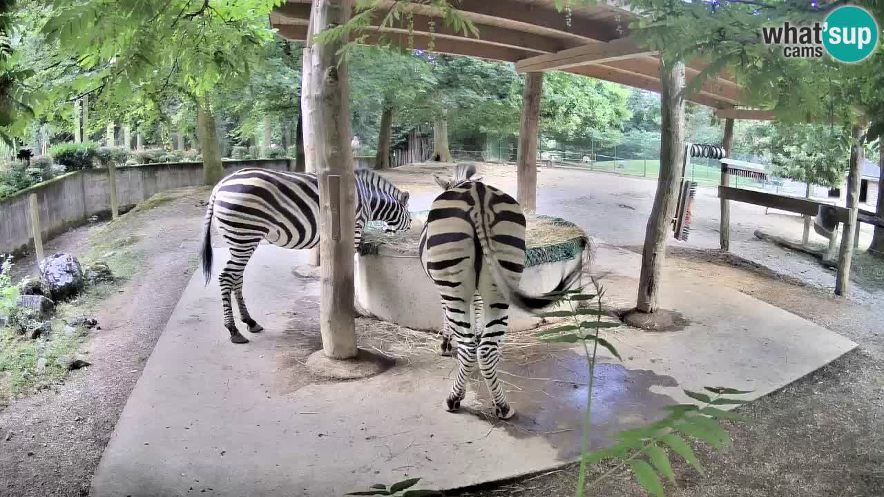 Live Webcam Zebras in Ljubljana ZOO – Slowenien
