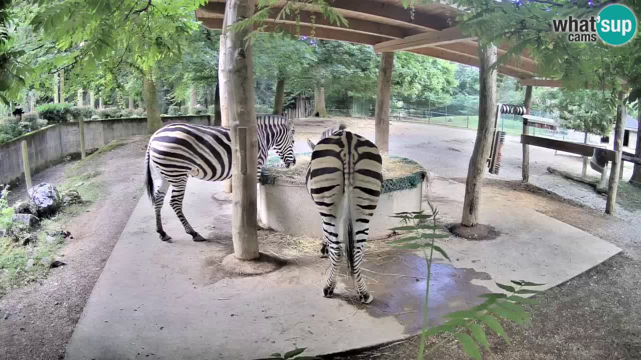 Camera en vivo Cebras in Ljubljana ZOO – Eslovenia