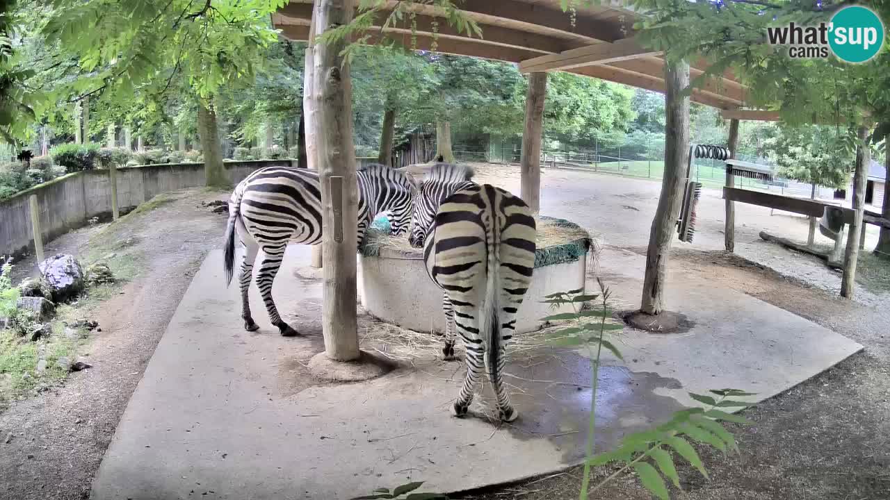 Camera en vivo Cebras in Ljubljana ZOO – Eslovenia