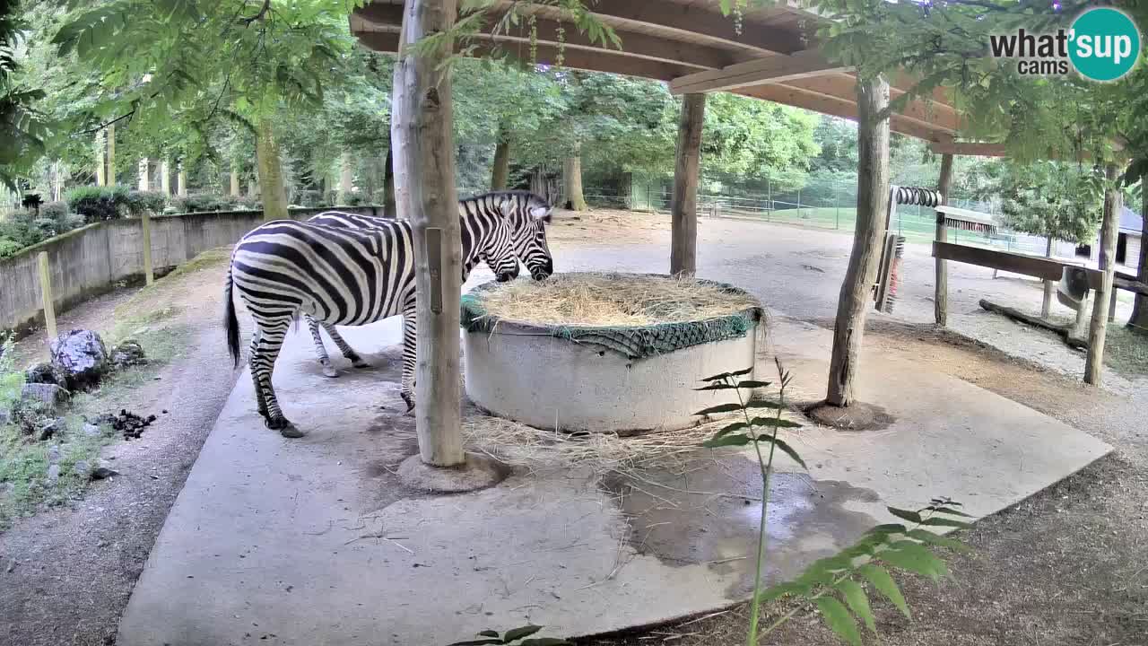 Live webcam Les zèbres in Ljubljana ZOO – Slovénie