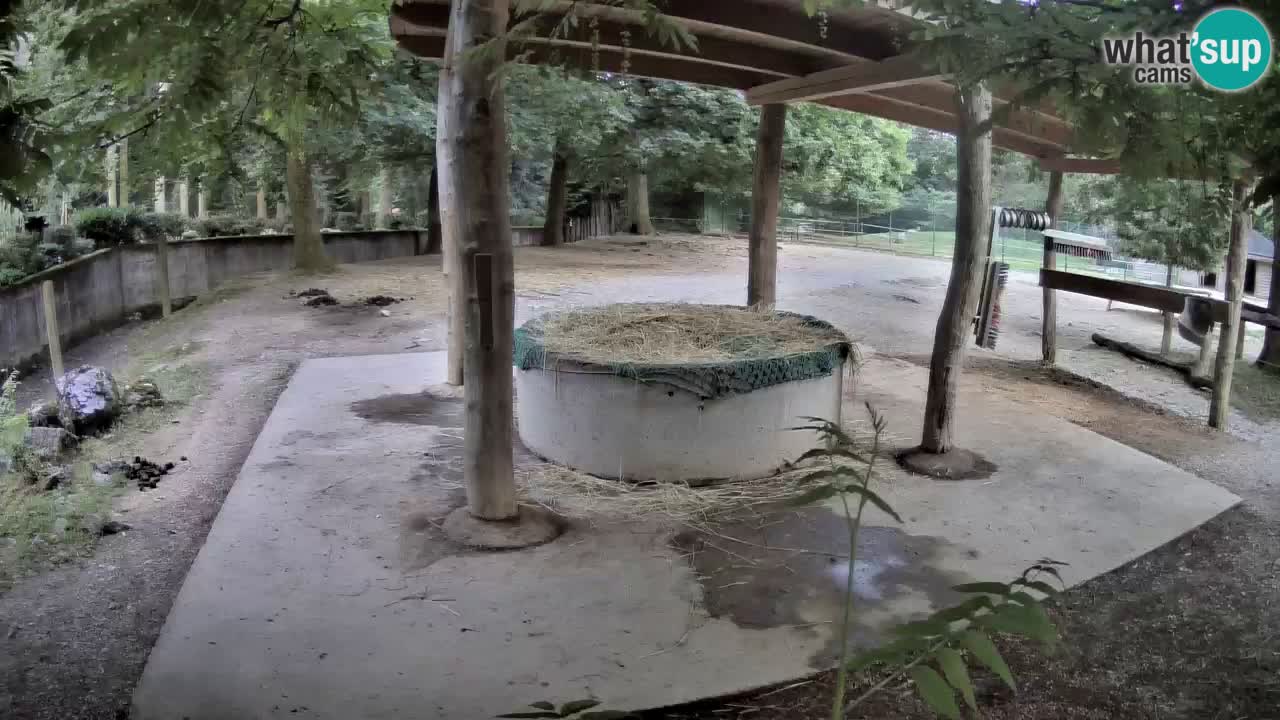 Le Zebre nello ZOO di Ljubljana – Slovenia Live webcam
