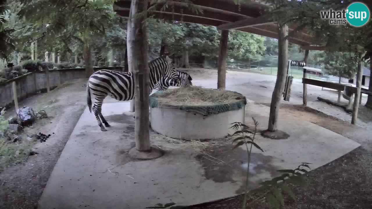 Live webcam Les zèbres in Ljubljana ZOO – Slovénie