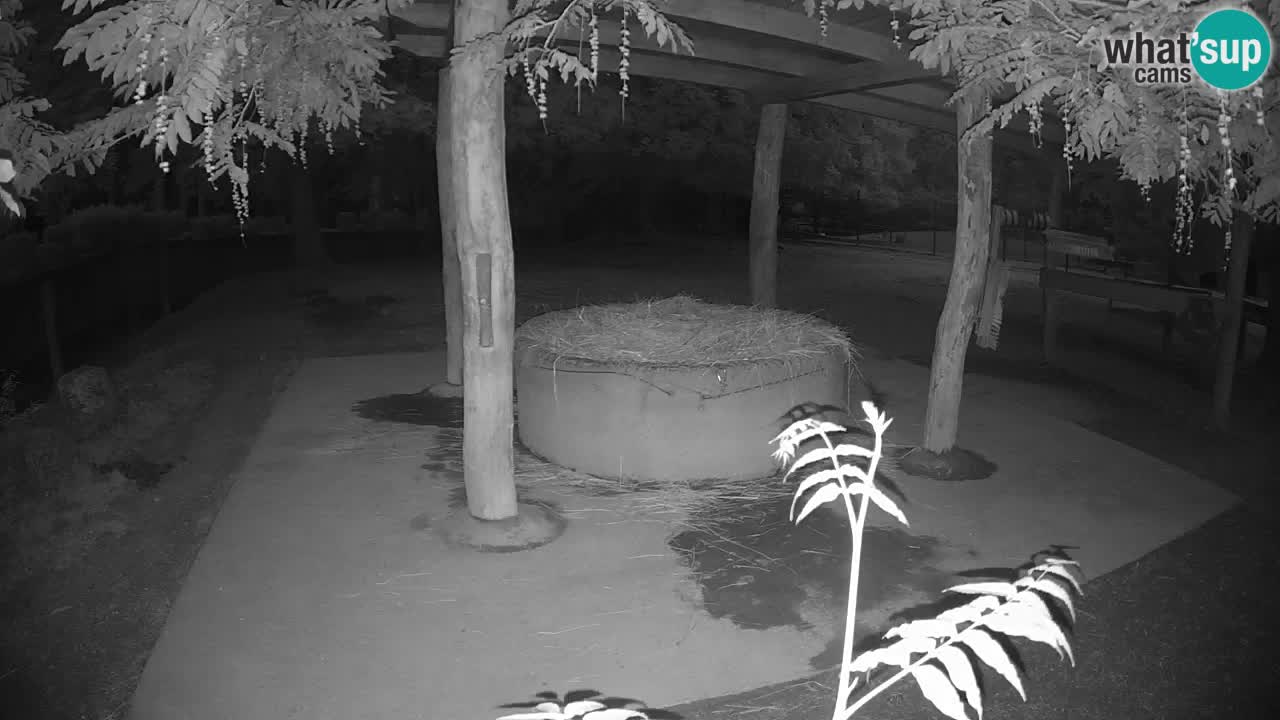 Live webcam Les zèbres in Ljubljana ZOO – Slovénie