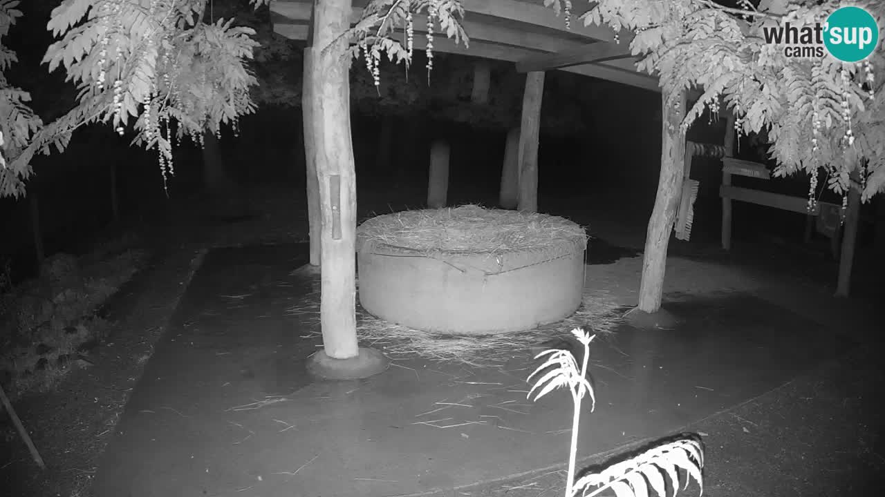 Le Zebre nello ZOO di Ljubljana – Slovenia Live webcam