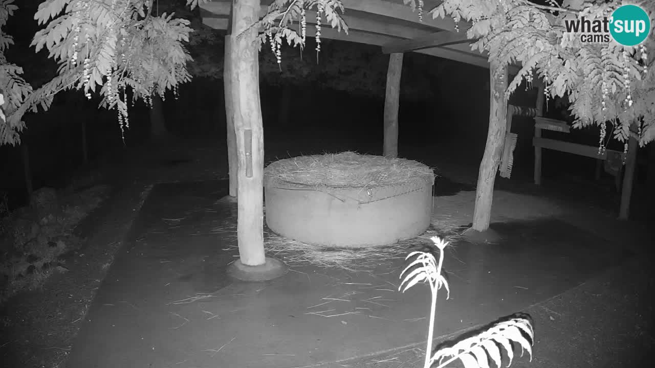 Live webcam Les zèbres in Ljubljana ZOO – Slovénie