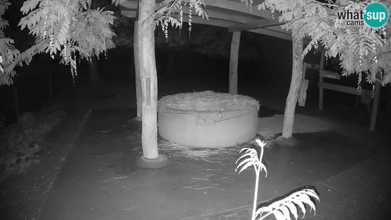 Live webcam Les zèbres in Ljubljana ZOO – Slovénie