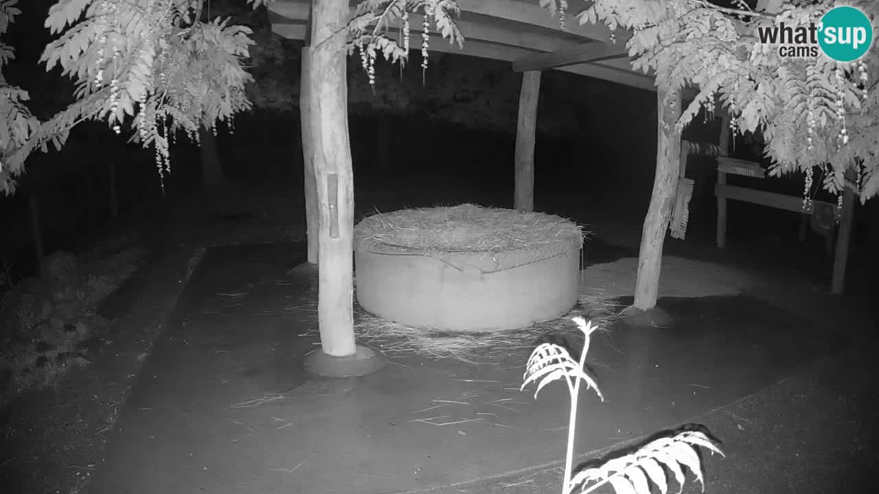 Live webcam Zebras in Ljubljana ZOO – Slovenia