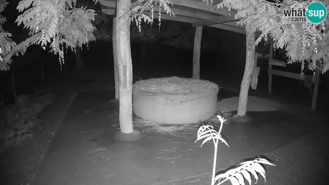 Live webcam Les zèbres in Ljubljana ZOO – Slovénie