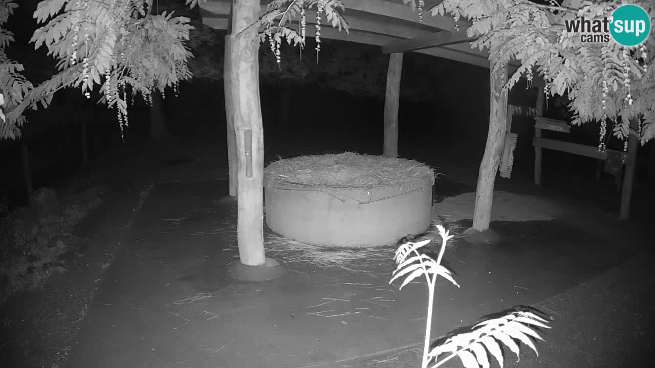 Live webcam Les zèbres in Ljubljana ZOO – Slovénie