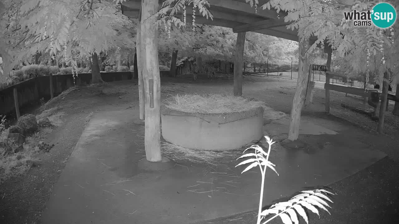 Camera en vivo Cebras in Ljubljana ZOO – Eslovenia