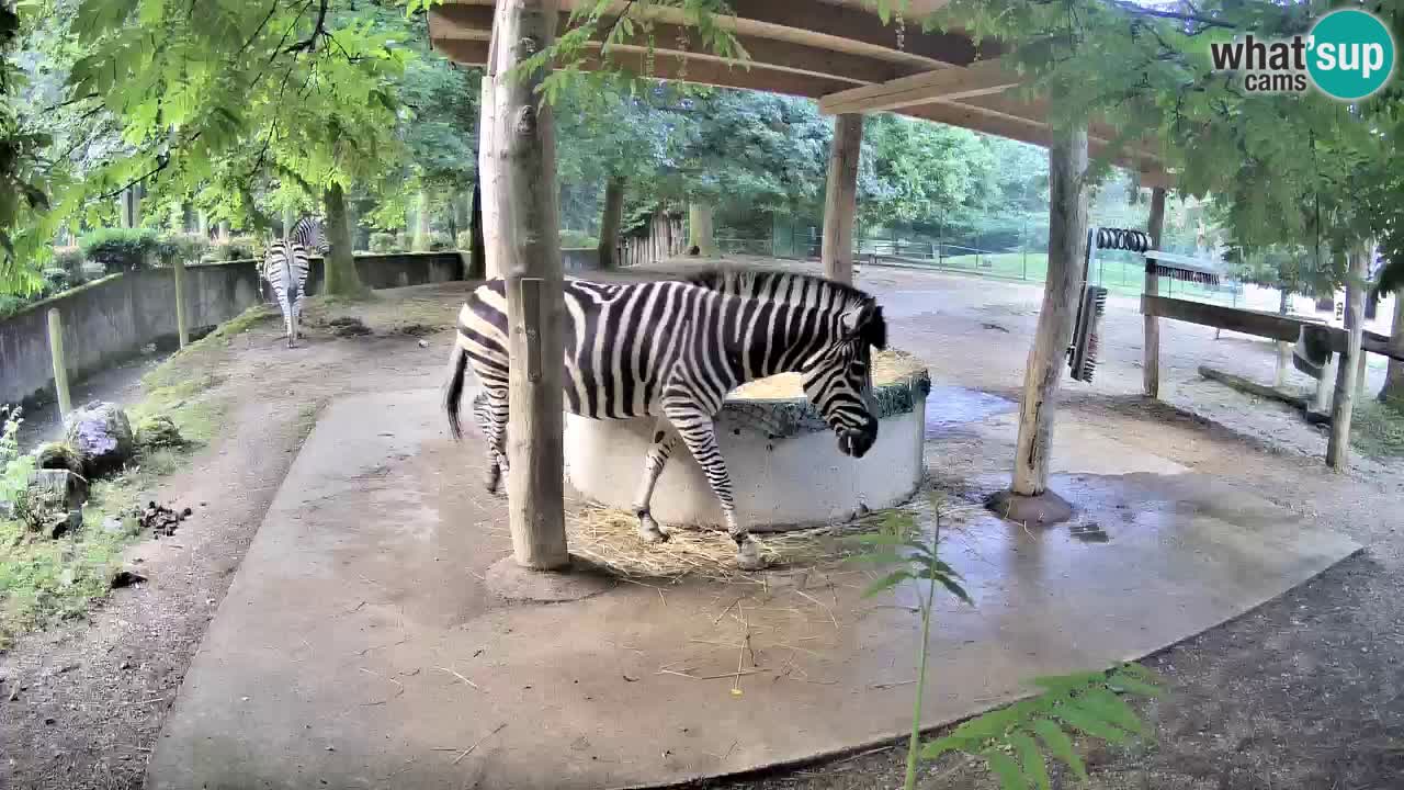 Zebre v živo v živalskem vrtu Ljubljana ZOO spletne kamere
