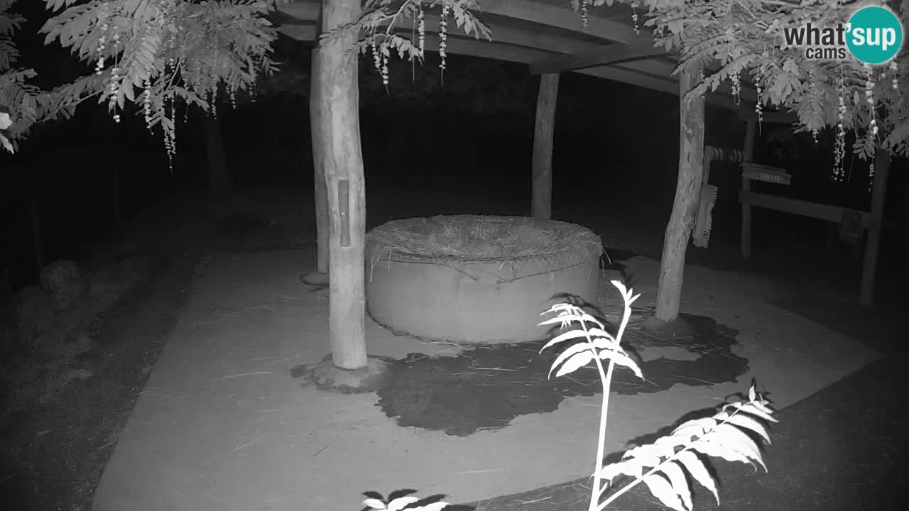 Live webcam Zebras in Ljubljana ZOO – Slovenia