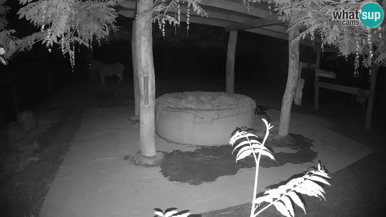 Zebre v živo v živalskem vrtu Ljubljana ZOO spletne kamere
