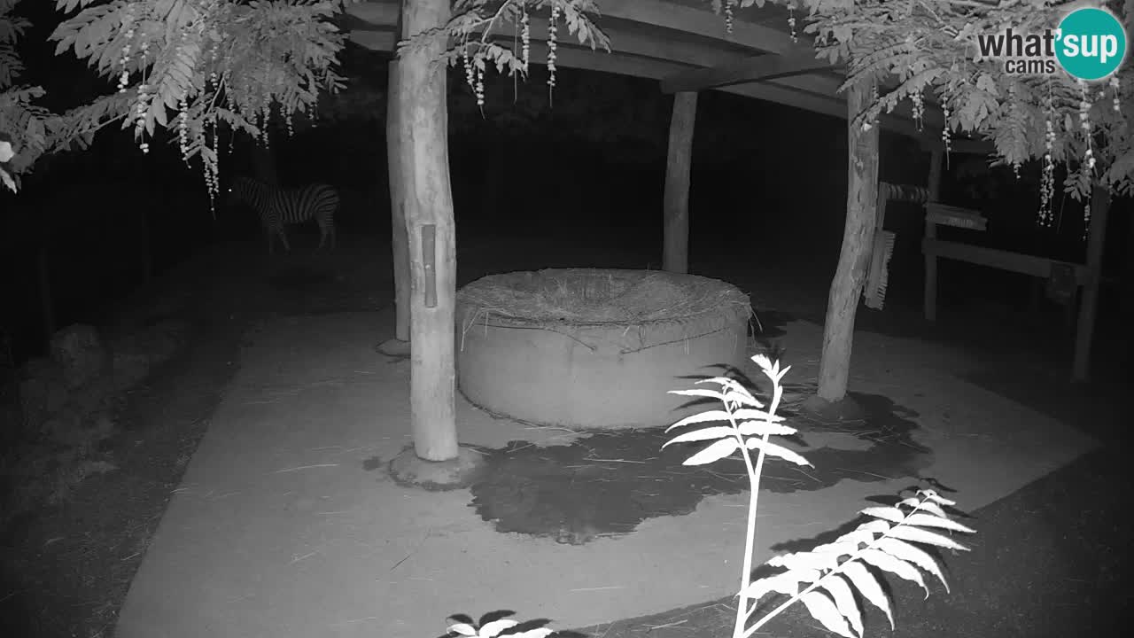 Camera en vivo Cebras in Ljubljana ZOO – Eslovenia