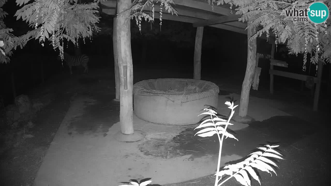 Live webcam Les zèbres in Ljubljana ZOO – Slovénie