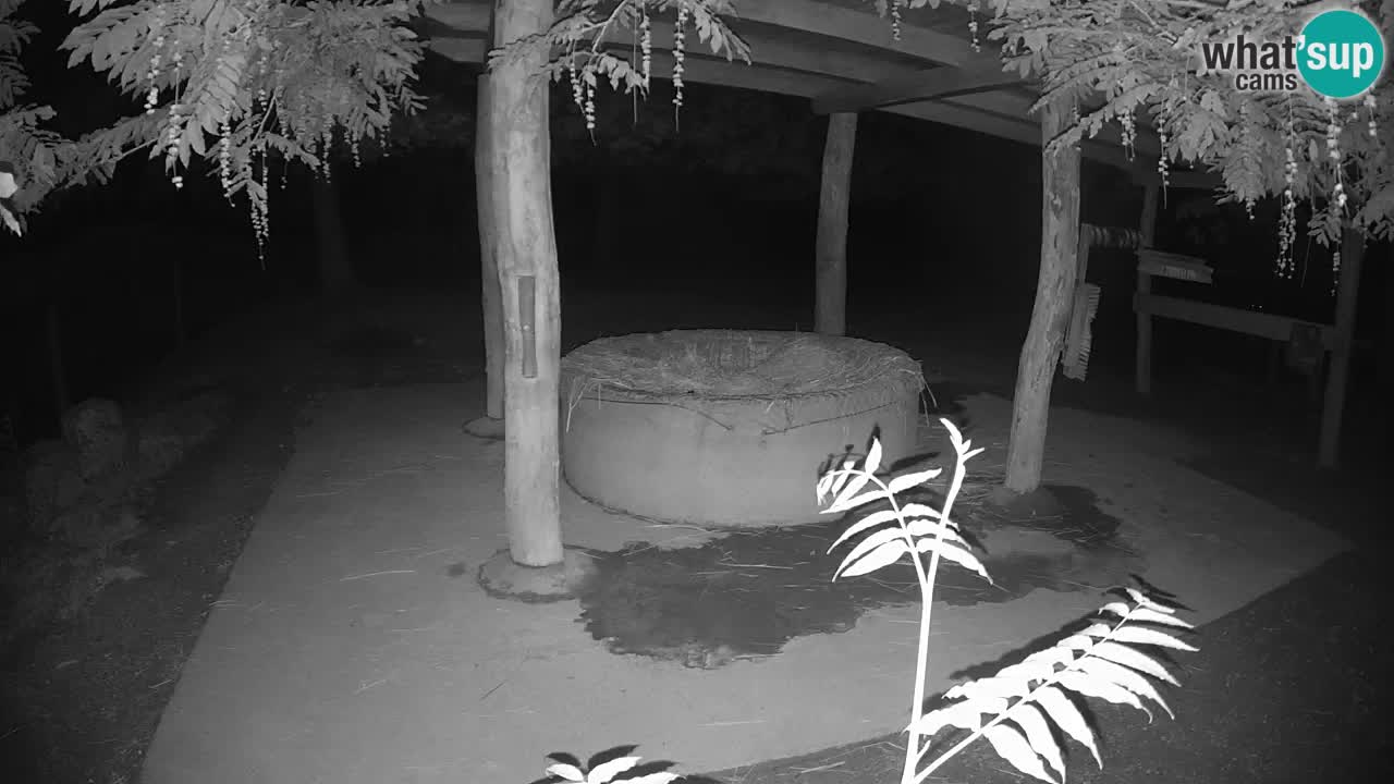 Live webcam Les zèbres in Ljubljana ZOO – Slovénie