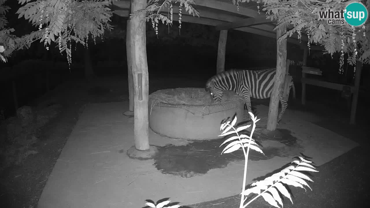 Le Zebre nello ZOO di Ljubljana – Slovenia Live webcam
