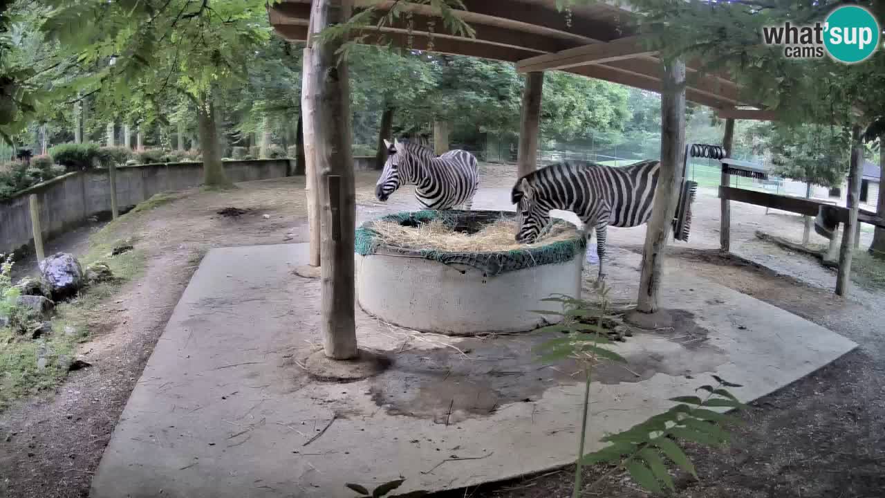 Live webcam Zebras in Ljubljana ZOO – Slovenia