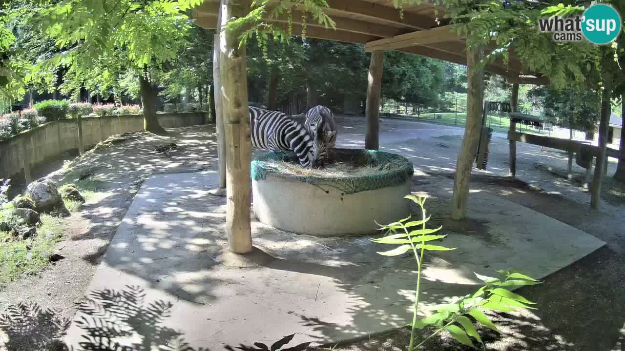 Live webcam Zebras in Ljubljana ZOO – Slovenia