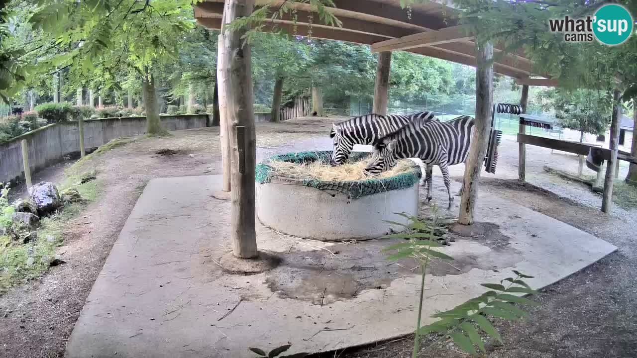 Le Zebre nello ZOO di Ljubljana – Slovenia Live webcam