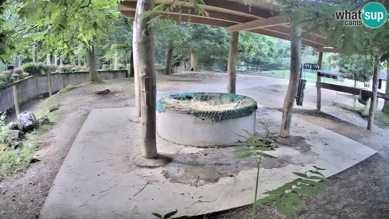 Live webcam Zebras in Ljubljana ZOO – Slovenia
