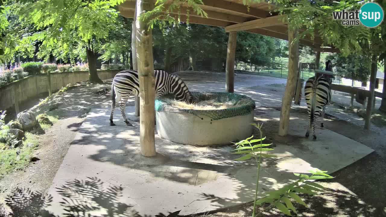 Live Webcam Zebras in Ljubljana ZOO – Slowenien